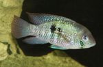 Photo Aquarium Fish Blue Acara (Aequidens pulcher), Spotted