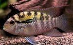 Фото Акваріумні Рибки Акара Перуанська (Bujurquina syspilus), Смугастий