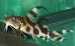 Photo Aquarium Fish Synodontis decorus, Spotted