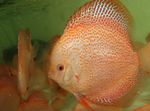 fotografie Akvarijné Ryby Červená Diskom (Symphysodon discus), ružový