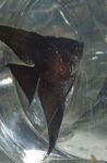 mynd Fiskabúr Fiskur Angelfish Scalare (Pterophyllum scalare), svartur