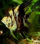 Angelfish Scalare fotoğraf ve bakım