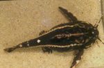 Photo Aquarium Fish Acanthodoras spinosissimus, Striped