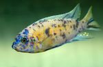Photo Aquarium Fish Malawi Dream (Labeotropheus fuelleborni), Spotted
