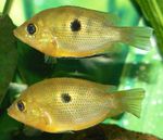 Foto Akvarij Ribe Narančasta Chromide (Etroplus maculatus), zlato