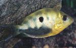 Foto Akvarij Ribe Narančasta Chromide (Etroplus maculatus), uočena