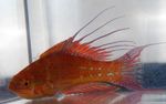Foto Filamentierten Flasher-Lippfische (Paracheilinus filamentosus), Rot