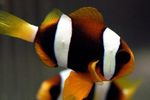 Clownfish Clarkii  fotografie și îngrijire