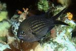 fotografija Akvarijske Ribice Chromis, črna