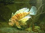 fénykép Akváriumi Halak Volitan Lionfish (Pterois volitans), Csíkos