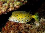 Cubicus Boxfish fénykép és gondoskodás