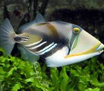 Humu Picasso Triggerfish  fénykép és gondoskodás