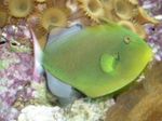 Pinktail Triggerfish სურათი და ზრუნვა
