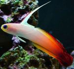foto Aquariumvissen Firefish (Nemateleotris magnifica), Bont