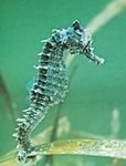 Seahorse Қара