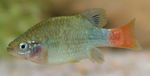fotoğraf Akvaryum Balıkları Redtail Goodeid (Xenotoca eiseni), gümüş