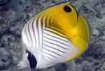 Auriga Butterflyfish  Photo agus cúram