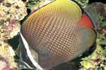 Foto Akvārija Zivis Pakistāna Butterflyfish (Chaetodon collare), plankumains