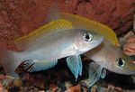 foto Peixes de Aquário Caudopunctatus Cichlid (Neolamprologus caudopunctatus), Prata