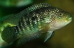 ჯეკ Dempsey მტკნარი თევზი  სურათი