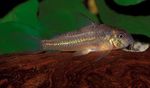 Nuotrauka Akvariumas Žuvys Scleromystax Prionotos, rudas