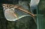 Hatchetfish saldūdens zivis  Foto