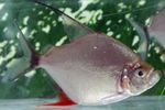 fotoğraf Akvaryum Balıkları Wimpel Piranha (Catoprion mento), gümüş