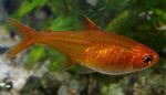 фотографија Акваријумске Рибице Ембер Тетра (Hyphessobrycon amandae), црвен