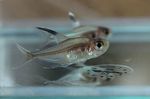 Nuotrauka Akvariumas Žuvys Hyphessobrycon Copelandi, sidabras