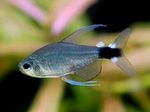 照 观赏鱼 Hyphessobrycon Elachys, 银