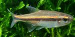 fotografija Akvarijske Ribice Vilmas Tetra (Hyphessobrycon vilmae), zlato