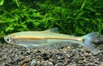 Foto Akvarij Ribe Iguanodectes Spilurus, zlato