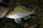 Photo Aquarium Fish Spilopterus (Xenotilapia spilopterus), Silver