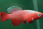 fotoğraf Akvaryum Balıkları Nothobranchius, kırmızı