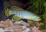 fotoğraf Akvaryum Balıkları Nothobranchius, açık mavi