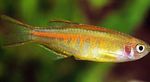 Фото Аквариумные Рыбки Данио Хопра, светлячок (Danio choprae), золотистый