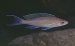 Paracyprichromis foto en zorg