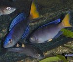 სურათი აკვარიუმის თევზი Sardine Cichlid (Cyprichromis), ლურჯი