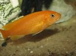 Foto Akvārija Zivis Johanni Cichlid (Melanochromis johanni), dzeltens