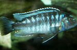 Foto Akvārija Zivis Johanni Cichlid (Melanochromis johanni), svītrains