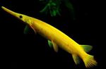 foto Aquariumvissen Florida Gar (Lepisosteus platyrhincus), Geel