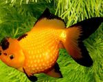 Золотая рыбка Фото и уход