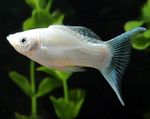 フォト 観賞魚 モリー (Poecilia sphenops), ホワイト