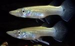 fotoğraf Akvaryum Balıkları Pike Topminnow (Belonesox belizanus), benekli