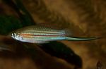 Xiphophorus Mayae Flussfisch  Foto