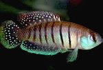 Photo Aquarium Fish Austrolebias alexandri (Austrolebias alexandri (Cynolebias alexandri)), Striped
