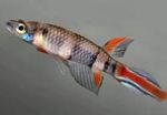 სურათი აკვარიუმის თევზი Epiplatys, ჭრელი