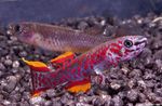 Nuotrauka Akvariumas Žuvys Fundulopanchax, raudonas