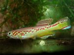 Nuotrauka Akvariumas Žuvys Fundulopanchax, taškuotas