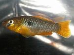 Photo Aquarium Fish Garmanella pulchra, Yellow